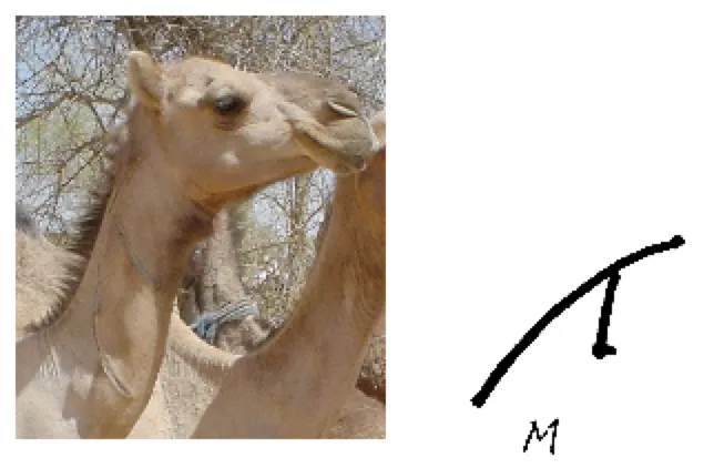 An example of a camel brand in the shape of the letter 'M'